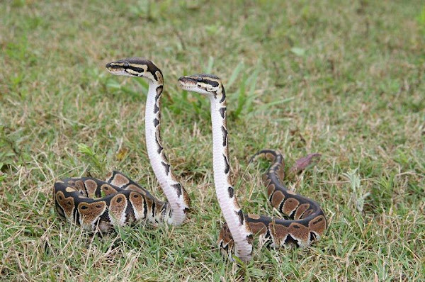 Ball Python | Project Noah