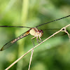 Band-winged Dragonlet (female)
