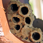 Black and Yellow Mud Dauber Nest