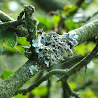 Black-edged leaf lichen