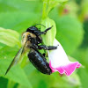 Carpenter bee