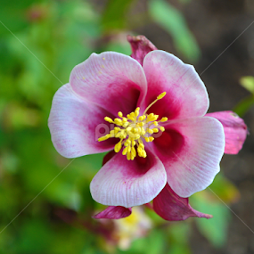 by Michelle Farmer - Flowers Single Flower