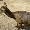 Sambar Deer