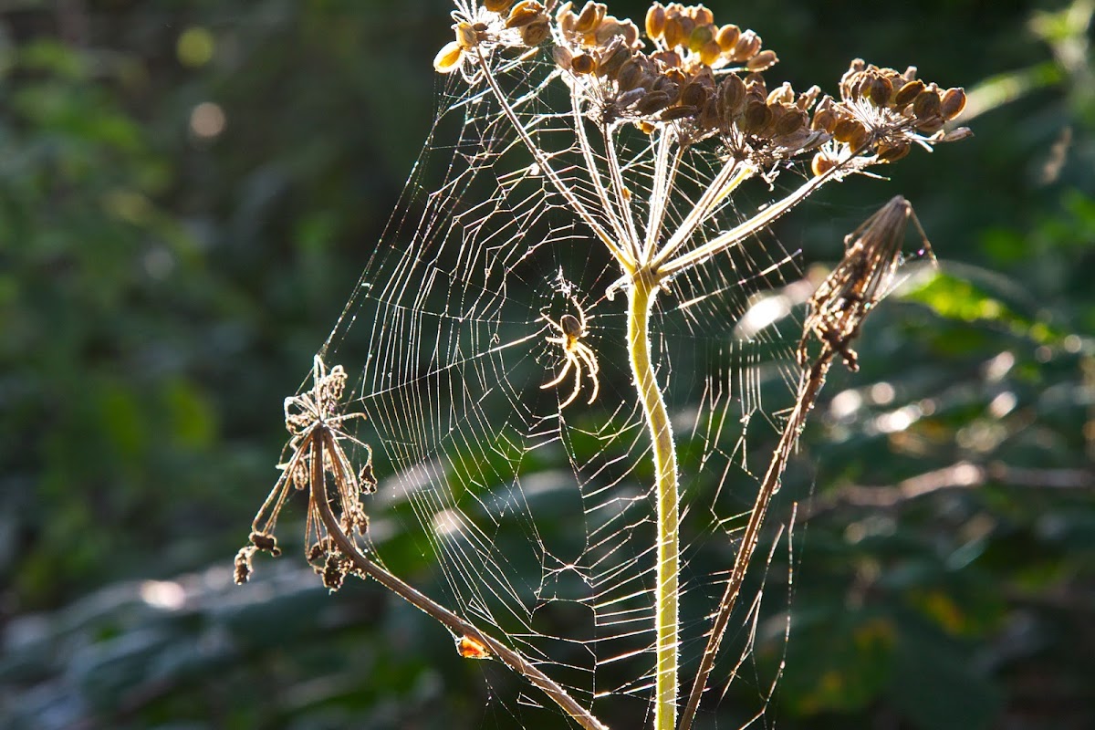 European garden spider or cross spider