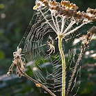 European garden spider or cross spider