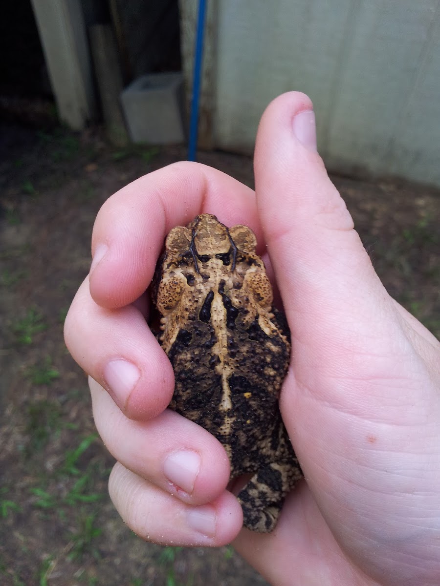 Gulf coast toad