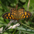 Orange Alpine Xenica