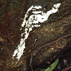 white slime mold