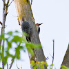 Red Bellied Woodpeckers