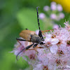 Red Longhorn Beetle