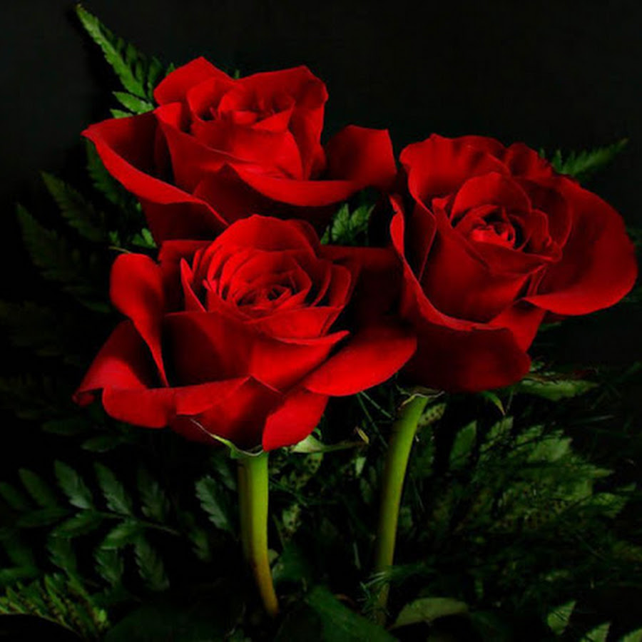 Rose Wallpaper - Android Apps on Google Play