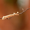 Stink bug eggs