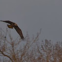 Northern Bald Eagle (immature)