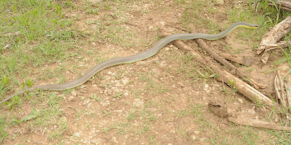 Eastern yellow-bellied racer | Project Noah