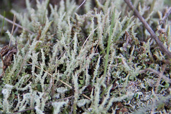 Common Powderhorn Lichen | Project Noah