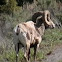 Rocky Mountain Bighorn Sheep