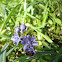 Two-leaf squill / Dvolisni procjepak