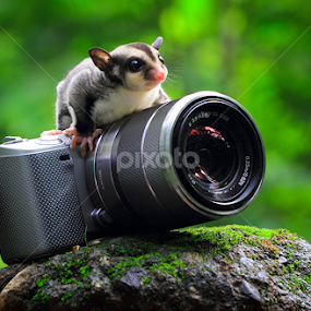 ... by Sugeng Sutanto - Animals Other Mammals