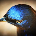 Oriental Magpie Robin ( Male)