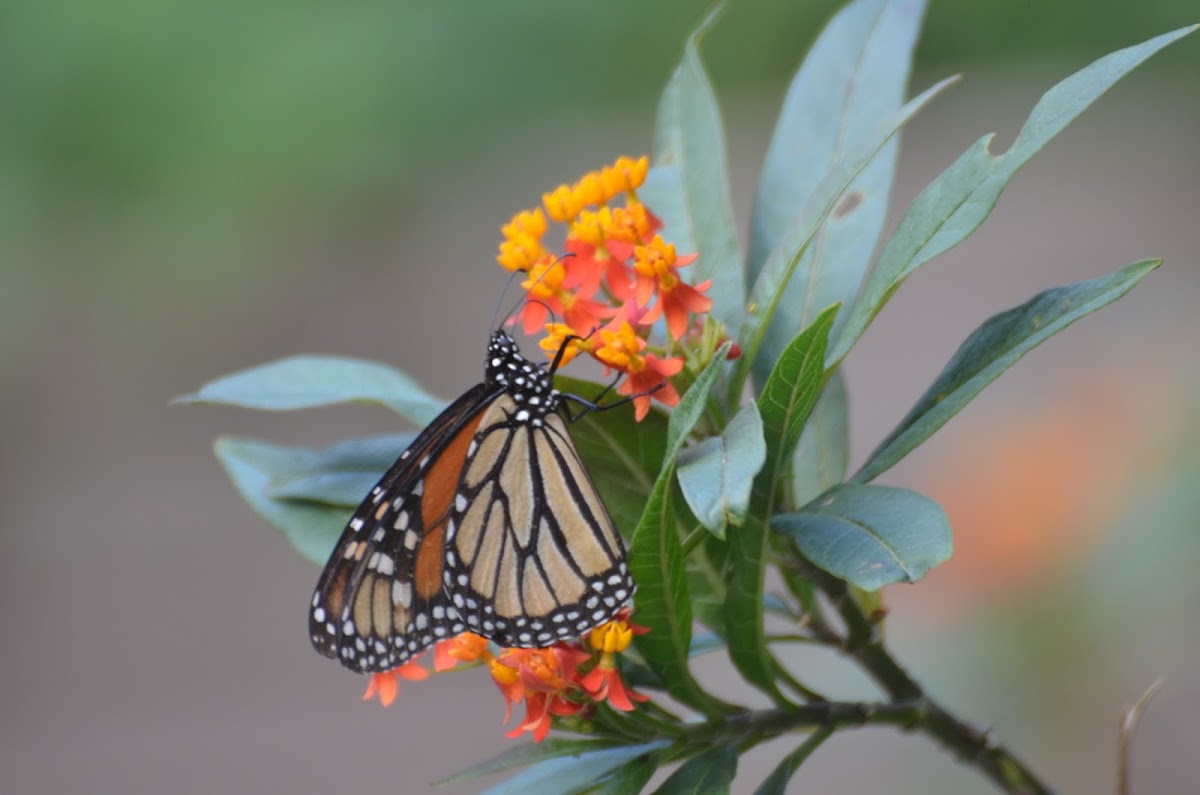 Monarch Butterfly