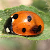 Seven-spotted Lady Beetle (Zombie victim of parasitic wasp?)