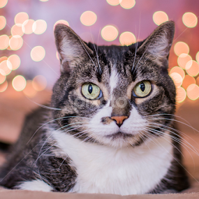 Tabby girl by Marissa Frederick - Animals - Cats Portraits