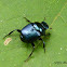 Blue dung beetle