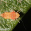 Leafhopper nymph