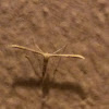 Plume moth