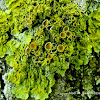 Lichen