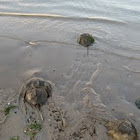 Horseshoe Crab