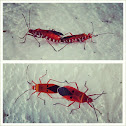 red cotton bug