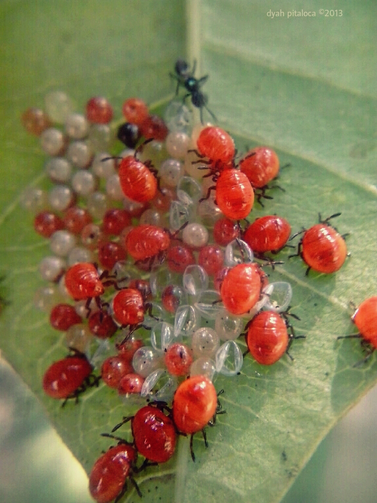 Hemiptera Nymphs and Egg Parasitoid
