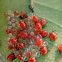 Hemiptera Nymphs and Egg Parasitoid