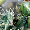 Cactus Bug
