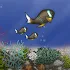 Fish Tycoon Lite1.0
