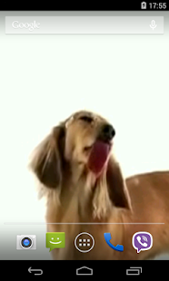 Free Download Dog Licks Screen Video LWP APK for PC