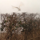 Barn owl