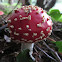 Amanite tue-mouches, Fausse Oronge, Fly Agaric, Légyölö galoca, Roter Fliegenpilz, Vliegenzwam