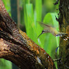 Ruby -throated Hummingbird