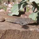 Western whiptail