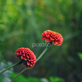 by Barak Johnson - Flowers Flower Gardens