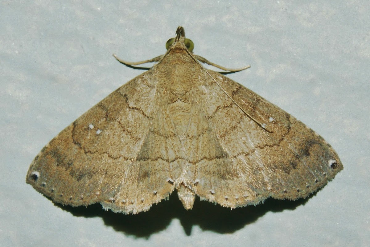 Dotted Carteris Moth
