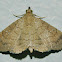 Dotted Carteris Moth