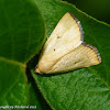 Black-bordered lemon moth