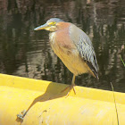 Green Heron