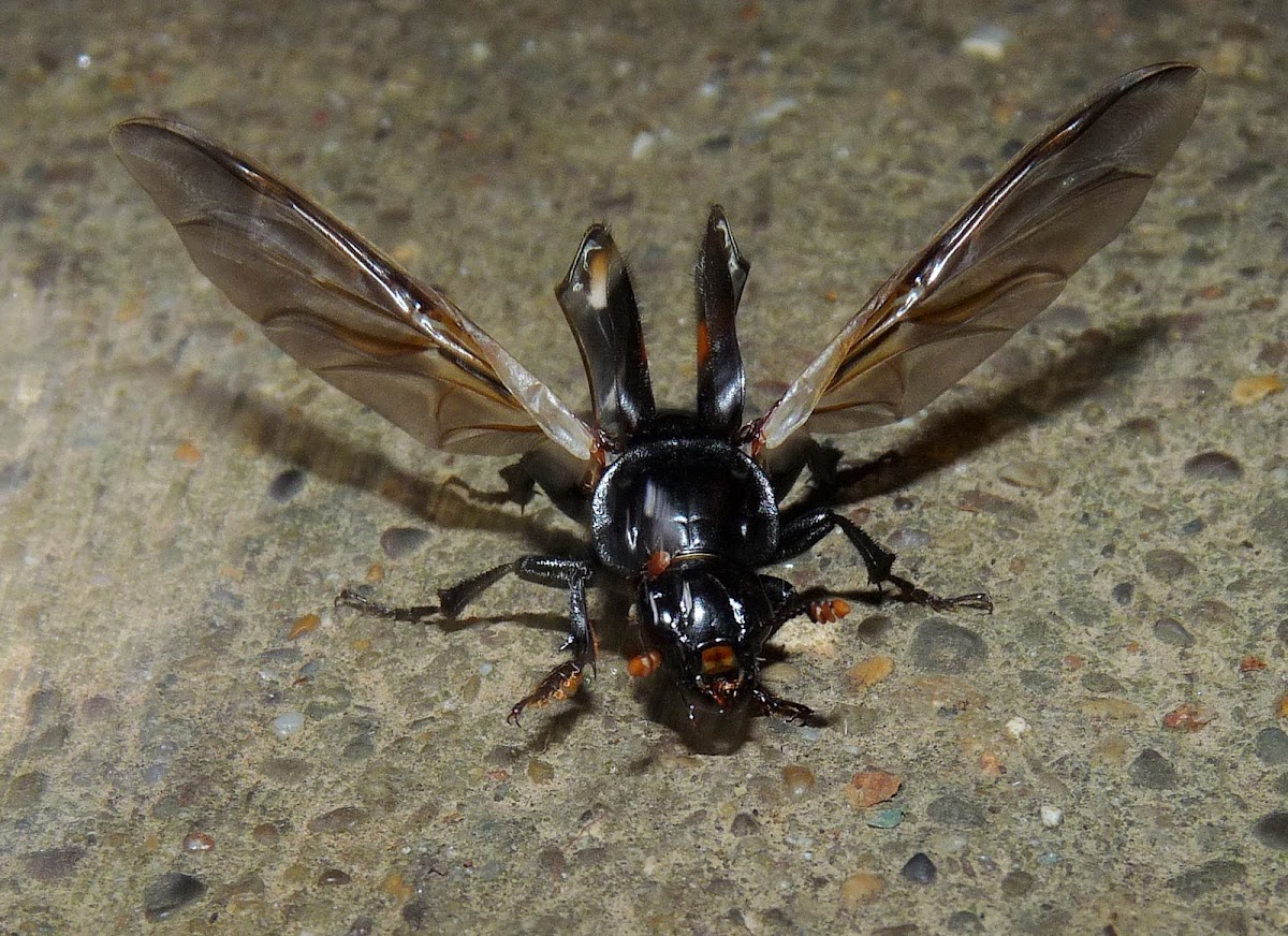 Roundneck Sexton Beetle