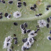 white fly pupae