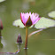 Cape blue water lily