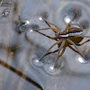 Raft spider ( Oever spin )